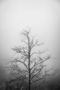 雾中孤树