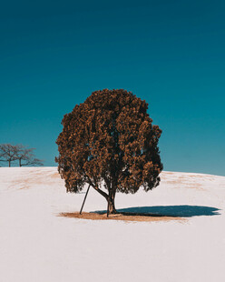 雪原孤树