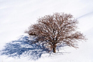 雪地孤树