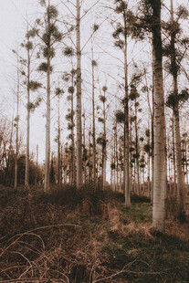 郊野杨林