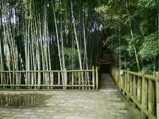 竹林木质步道