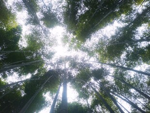树下仰拍林隙阳光