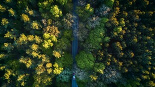 俯瞰林间蜿蜒公路