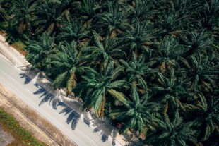 俯拍路边棕榈树林