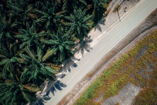 郊野林间小路风光