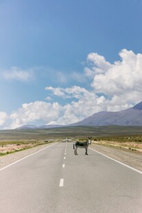 荒漠公路上的野马