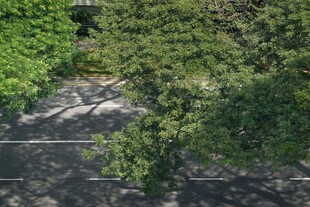 树影斑驳的林间公路