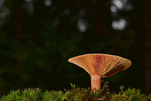 林间野生橙红蘑菇
