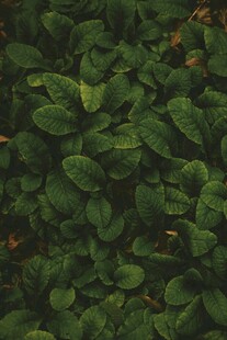 密集绿叶自然植被