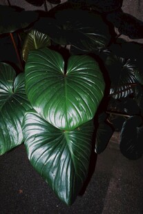 心形大叶绿植叶片特写