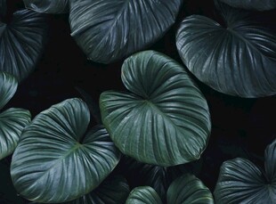 暗调绿植叶片特写