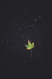暗夜微光枫叶小灯