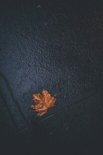 暗调水面漂浮落叶