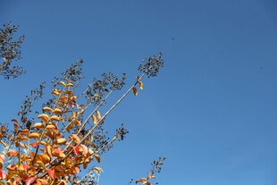 晴空下的秋日枝叶
