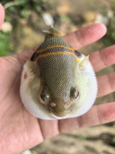 河豚