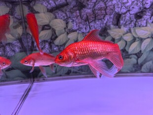 锦鲤
