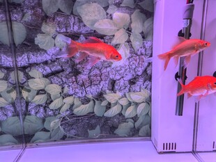 锦鲤