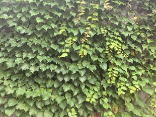 爬山虎