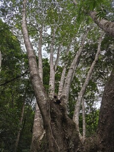任豆树王