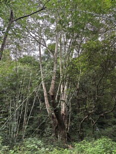 任豆树王