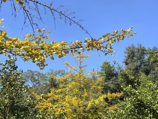 银杏
