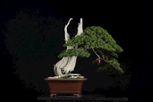 盆景