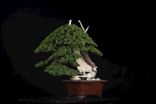 盆景