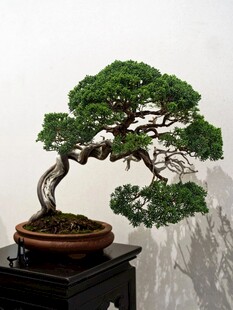 盆景