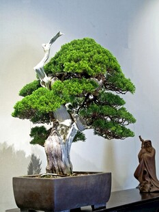 盆景