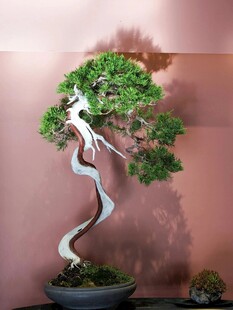盆景