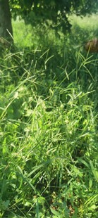 翠绿野生草丛特写