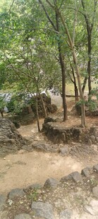 林间郊野土路风光