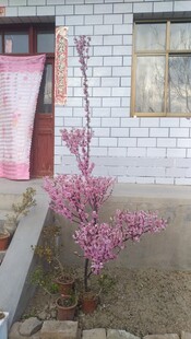 民居旁的粉色花树
