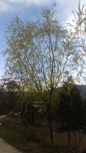 春日户外树木蓝天景致