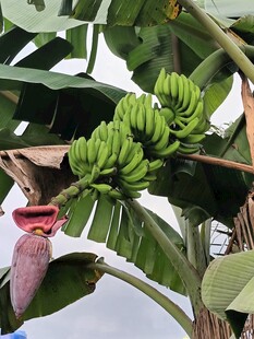 枝头青香蕉与香蕉花