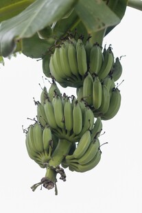 枝头成串青香蕉
