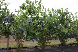 蓝莓种植园果树