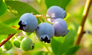 枝头成熟蓝莓特写