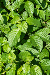 鲜绿阔叶植物叶片特写
