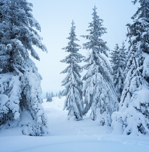 冬季雪原松林雪景