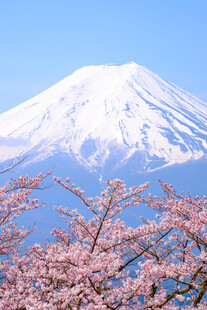 富士山春日樱花美景