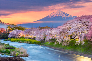 富士山下春樱河畔黄昏美景