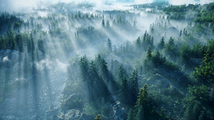 云雾缭绕山林美景
