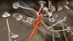红蜻蜓微距特写