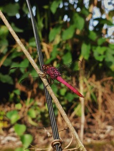 红蜻蜓栖于草茎上