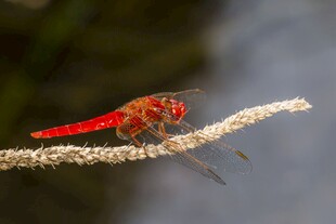 红蜻蜓停在细绳上