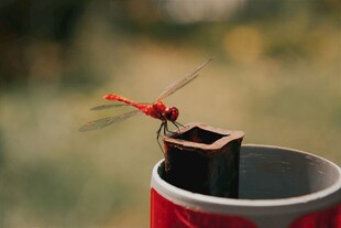 红蜻蜓停在易拉罐上