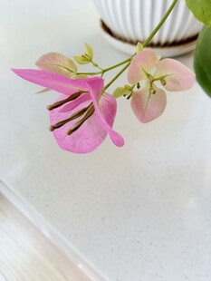 粉色三角梅花朵
