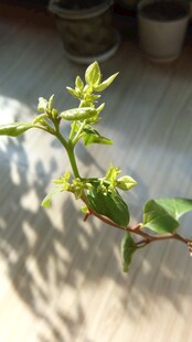 三角梅嫩花苞特写
