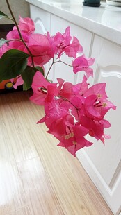 红色三角梅